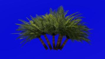 boom animatie - sylvester palm - zilver datum palm - Indisch datum - suiker datum palm - wild datum palm - Feniks sylvestris - groen scherm chroma sleutel - groep 1a video