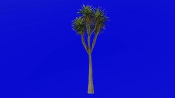 Tree Animation - cabbage tree - ti kouka - cabbage palm - cordyline australis - Green Screen Chroma key - 04b video