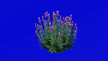 Plants trees flower - french lavender - favandula dentata - fringed lavender - Green Screen Chroma key - purple A video