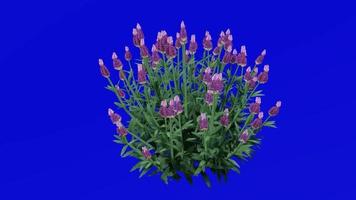 Plants trees flower - french lavender - favandula dentata - fringed lavender - Green Screen Chroma key - purple B video