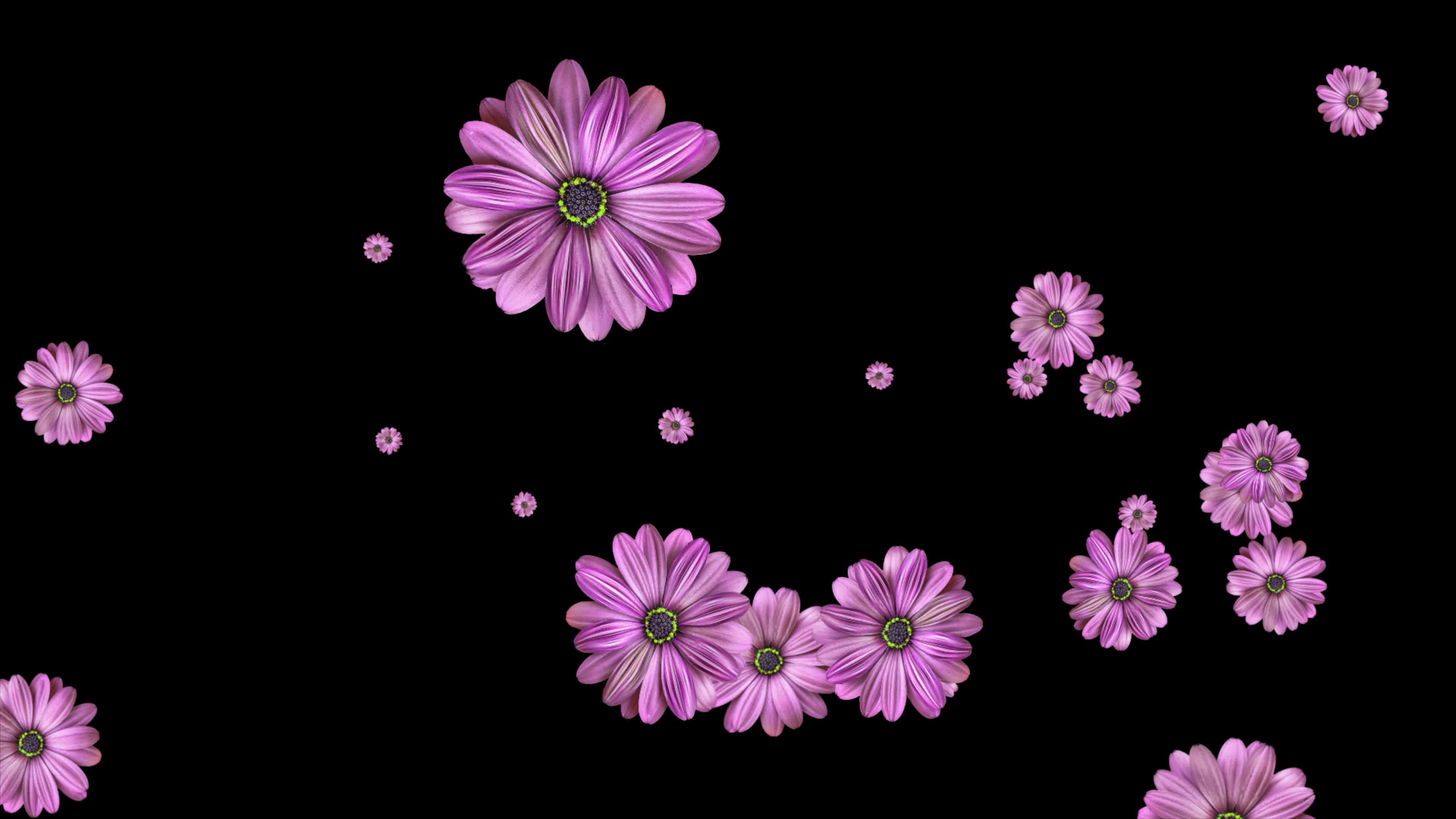 Loop animation of beautiful flower transparent background with an ...