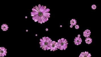 Loop animation of beautiful flower transparent background with an alpha channel. video