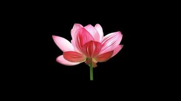 Lotus flower icon loop Animation video transparent background with alpha channel