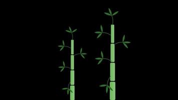 grön bambu träd ikon slinga animering video transparent bakgrund med alfa kanal