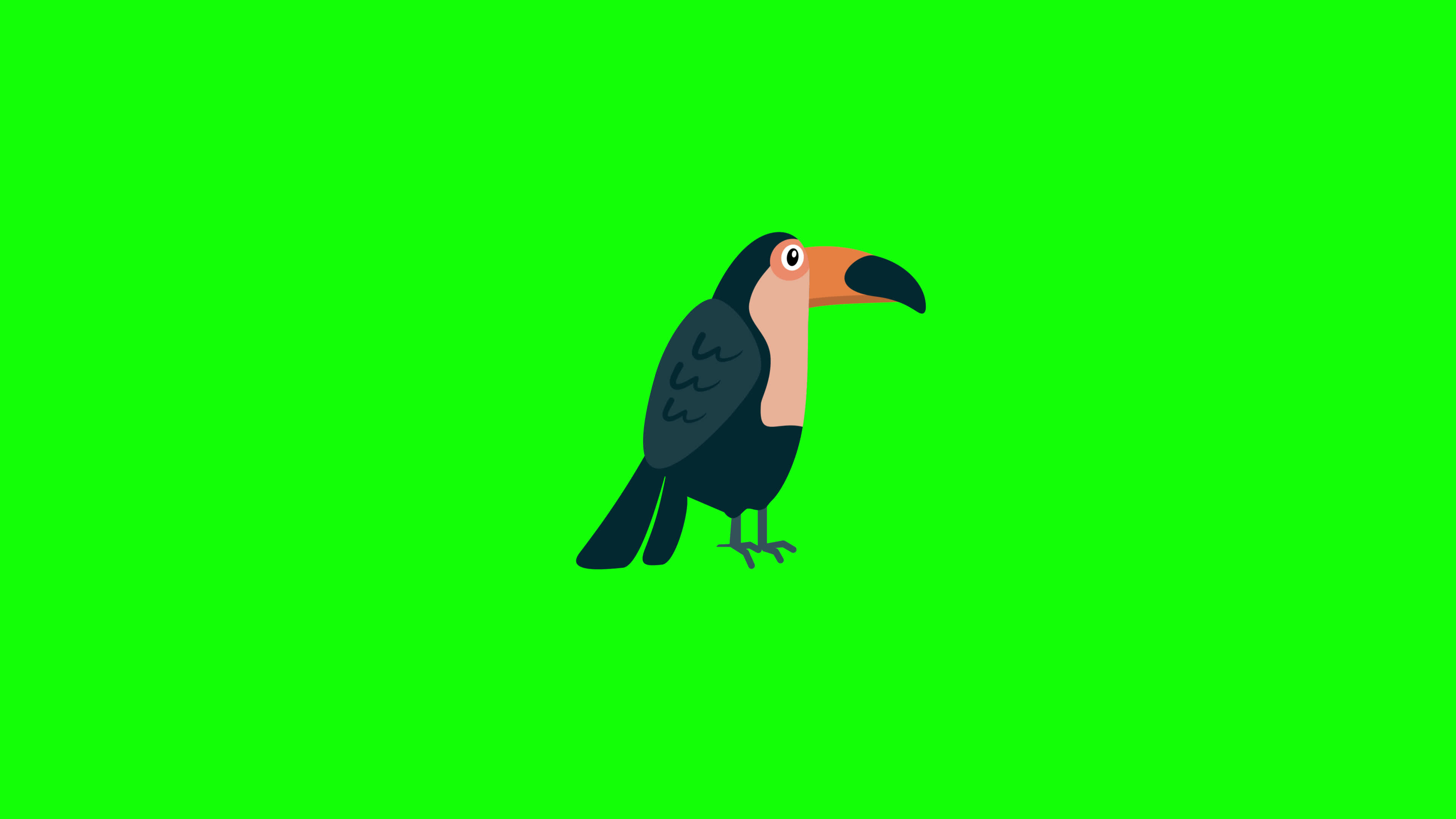 toucan Bird icon loop Animation video transparent background with alpha