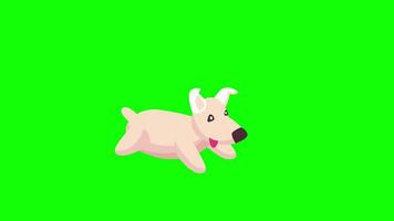 Cute puppy icon loop Animation video transparent background with alpha channel