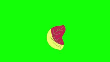 plantar folha árvore folhas vôo em vento ícone ciclo animação vídeo transparente fundo com alfa canal video