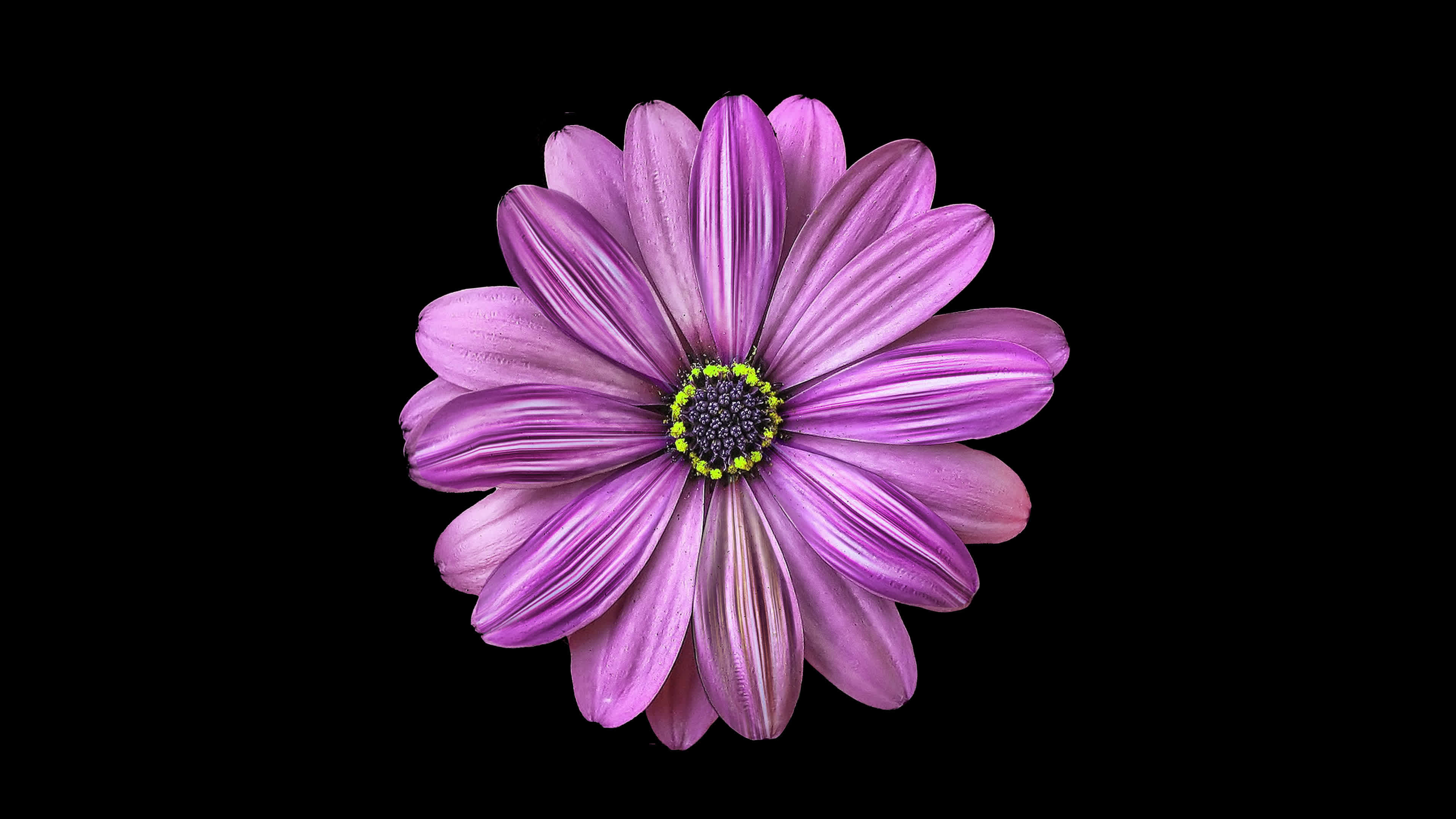 Loop animation of beautiful flower transparent background with an alpha