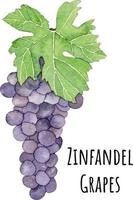 Watercolor illustration of purple zinfandel grapes. Fresh raw fruit. Grapes lover illustration vector
