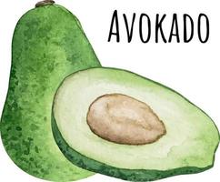Watercolor illustration of green avocado. Fresh raw fruit. Avocado lover illustration vector