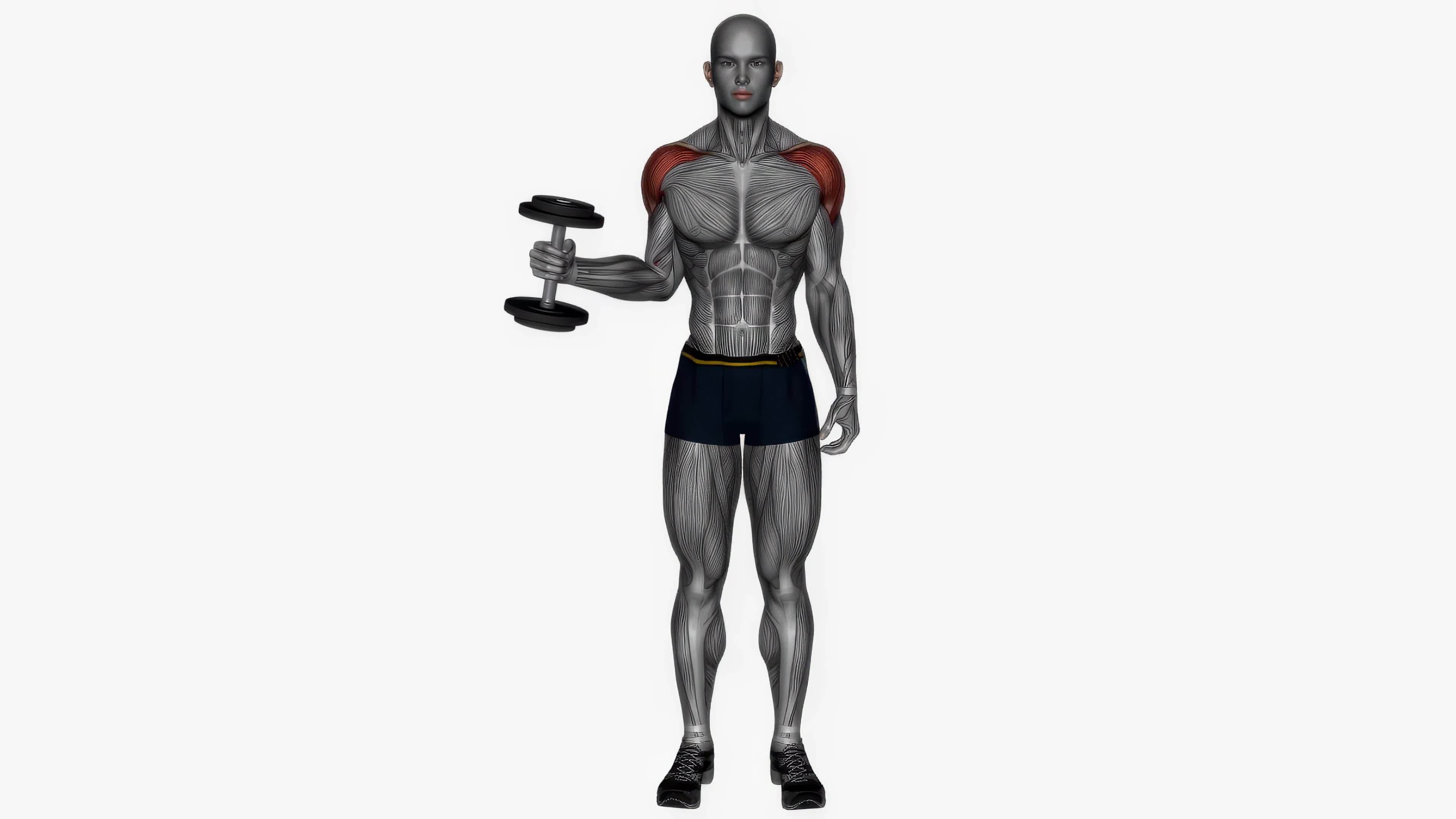 dumbbell external rotation fitness exercise workout animation video