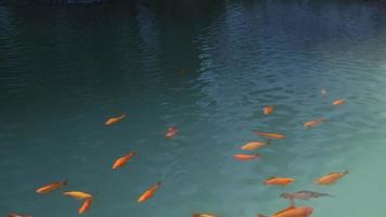 Gold Fisch Schwimmen im ein künstlich Teich video