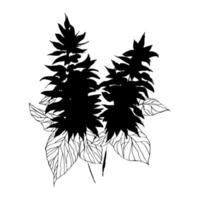 Black and white silhouette of salvia. Vector illustration