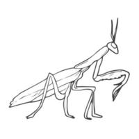 Hand drawing, sketch, mantis on a white background vector