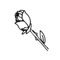 Vector rose sketch, hand drawn rose, line art. Vector illustration