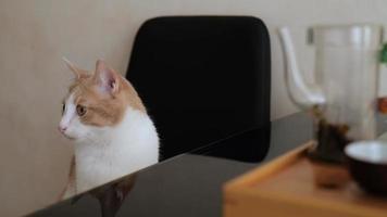 a young white-red cat sits on a chair video