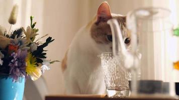 Red-white cat on the kitchen table sniffing a glass