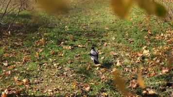 a gray crow walks on the grass in a park