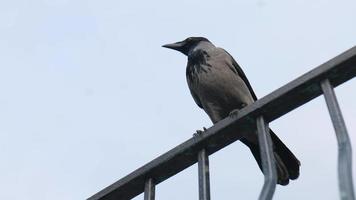 a gray raven sits on a metal parapet