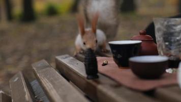 squirrel climbed onto the bench where the tea ceremony is taking place and stole a nut video