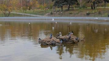 étang dans ville parc. canards nager dans le Lac ville parc video