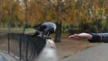 grijs raaf eet brood video