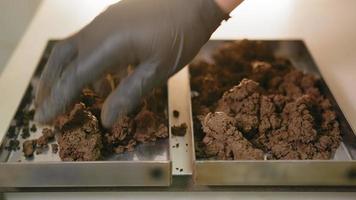 A Man Picks Soil Particles With His Hand, Close-up, After Drying. Soil Research In The Laboratory video