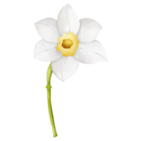 acuarela flor, dibujado a mano ilustración, primavera temporada png