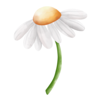 acquerello occhio di bue margherita fiore, camomilla fiore, primavera elemento png