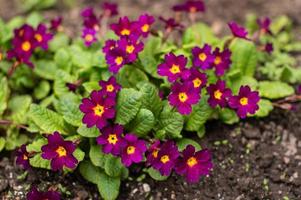 Violet primrose bloomed in the spring on the garden plot photo