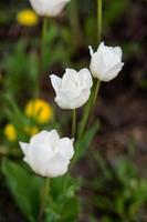 blanco tulipanes con Rocío gotas en el pétalos foto