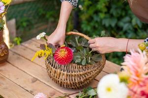 The florist makes a bouquet in a basket of dahlias and asters photo