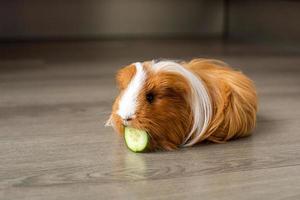 A long-haired guinea pig sits on the floor and eats a cucumber photo