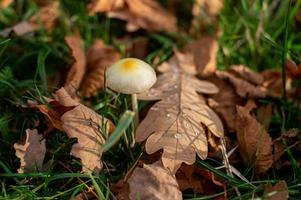 Mushroom toadstool in autumn maple leaves photo