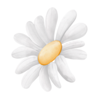 Watercolor ox-eye daisy flower, chamomile flower, Spring Element png