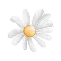 waterverf ossenoog madeliefje bloem, kamille bloem, voorjaar element png