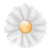 Watercolor ox-eye daisy flower, chamomile flower, Spring Element png