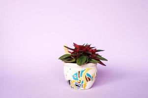 peperomy flower in a decorative pot photo