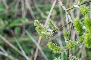 A ladybug sits on a green willow that bloomed in the forest in spring photo