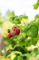 Ripe red raspberries hang on a branch photo