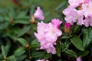 floración arbustos con brillante rosado flores, rosado rododendro foto