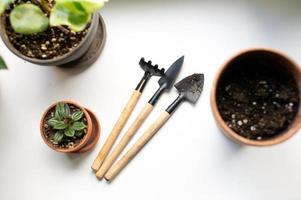 A tool for transplanting flowers at home photo