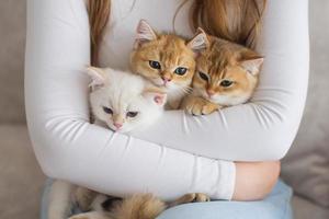 A man holds three British kittens of different colors in his hands photo