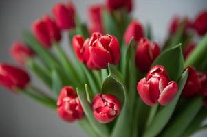 A bouquet of red peony tulips stand in a vase. Early varieties of tulips photo