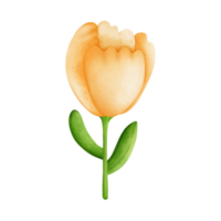 acuarela amarillo tulipán flor, primavera temporada png