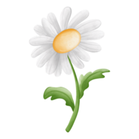 acuarela ojo de buey margarita flor, manzanilla flor, primavera elemento png