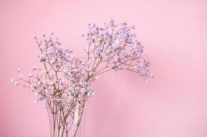 Small purple and white gypsophila flowers on a pink background in a vase photo