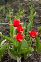 de kaufman rojo tulipán con verde hojas floreció en primavera foto