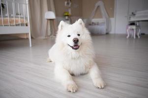 A white Samoyed dog is lying on the floor photo