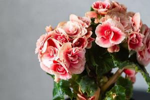 Blooming red begonia in a flower pot in the interior photo